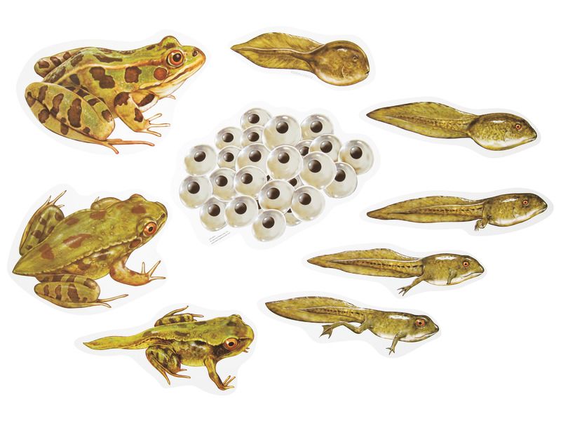 DER LEBENSZYKLUS Der Frosch